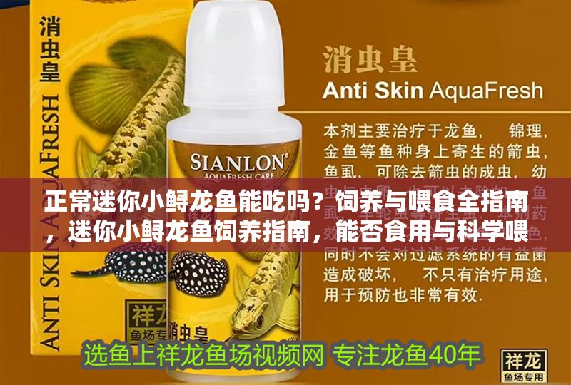 正常迷你小鱘龍魚能吃嗎？飼養(yǎng)與喂食全指南，迷你小鱘龍魚飼養(yǎng)指南，能否食用與科學喂食全解析