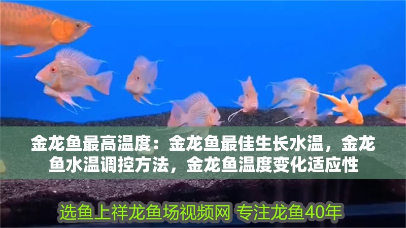 金龍魚最高溫度：金龍魚最佳生長水溫，金龍魚水溫調(diào)控方法，金龍魚溫度變化適應(yīng)性