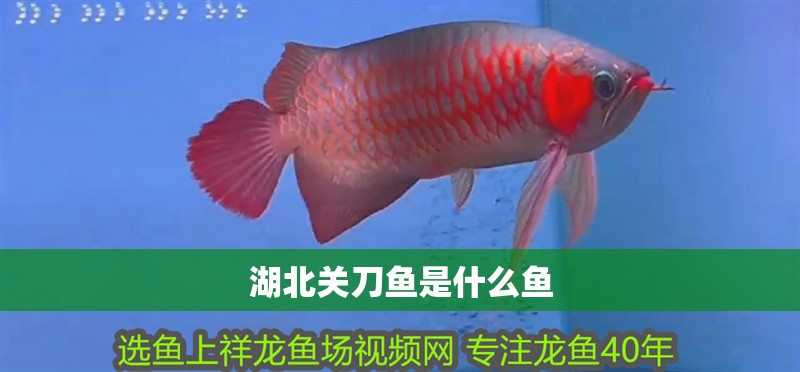 湖北關刀魚是什么魚