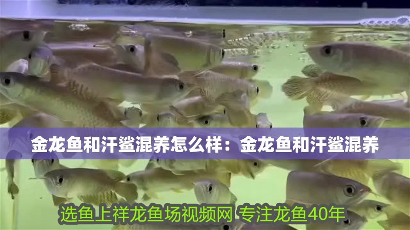 金龍魚和汗鯊混養怎么樣：金龍魚和汗鯊混養