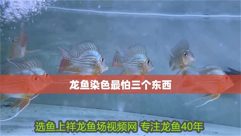 龍魚染色最怕三個東西 龍魚染色最怕三個東西 龍魚論壇