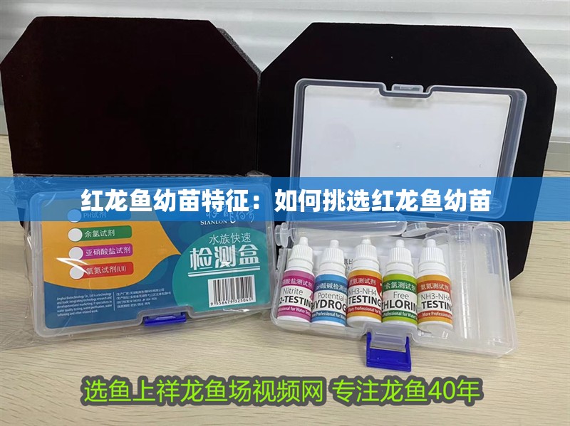 紅龍魚幼苗特征：如何挑選紅龍魚幼苗
