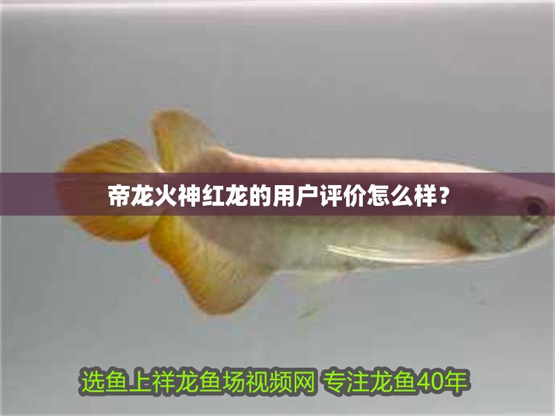 帝龍火神紅龍的用戶評(píng)價(jià)怎么樣？