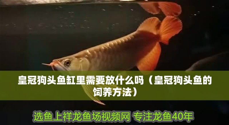 皇冠狗頭魚缸里需要放什么嗎（皇冠狗頭魚的飼養(yǎng)方法）