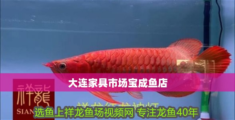 大連家具市場寶成魚店