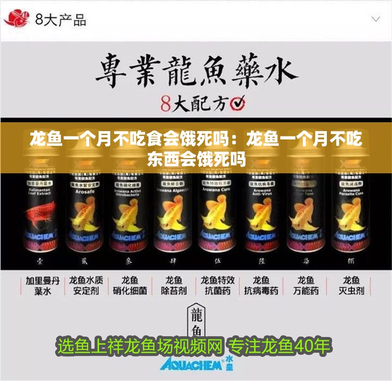 龍魚一個月不吃食會餓死嗎：龍魚一個月不吃東西會餓死嗎