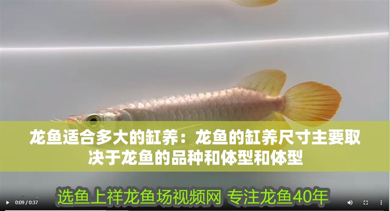 龍魚適合多大的缸養：龍魚的缸養尺寸主要取決于龍魚的品種和體型和體型 龍魚適合多大的缸養：龍魚的缸養尺寸主要取決于龍魚的品種和體型和體型 龍魚百科