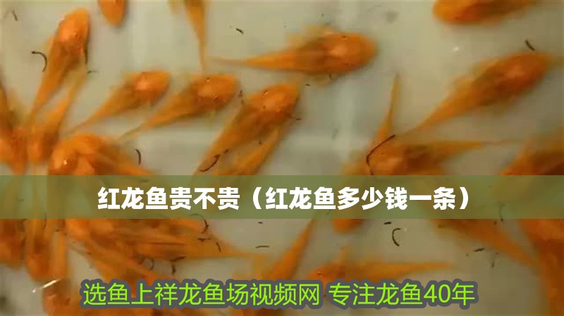 紅龍魚貴不貴（紅龍魚多少錢一條）
