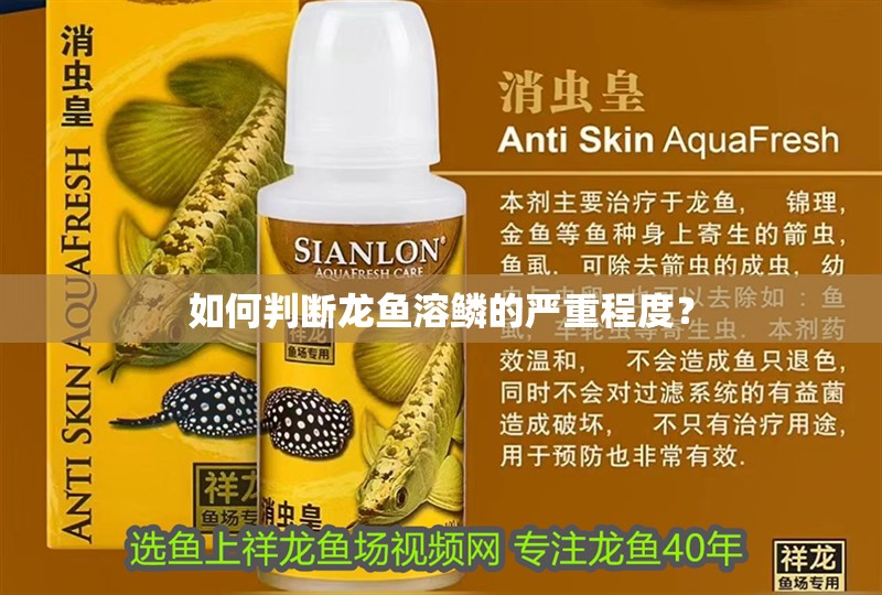 如何判斷龍魚溶鱗的嚴重程度？ 如何判斷龍魚溶鱗的嚴重程度？ 龍魚論壇