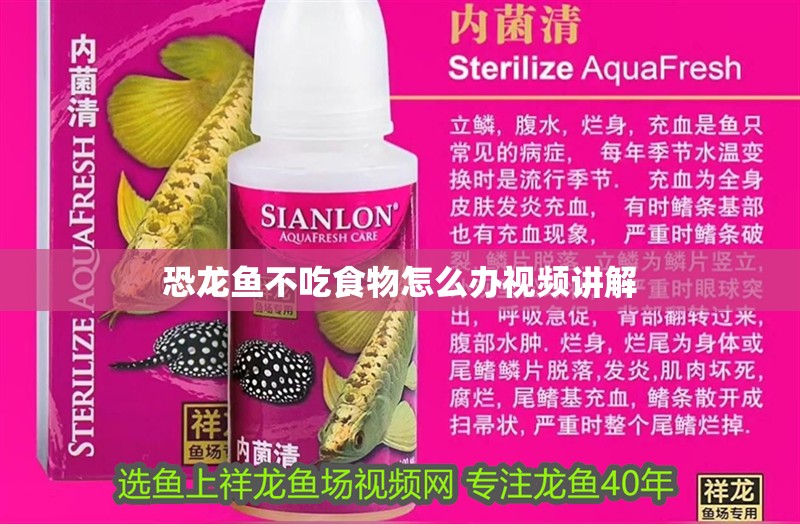恐龍魚不吃食物怎么辦視頻講解