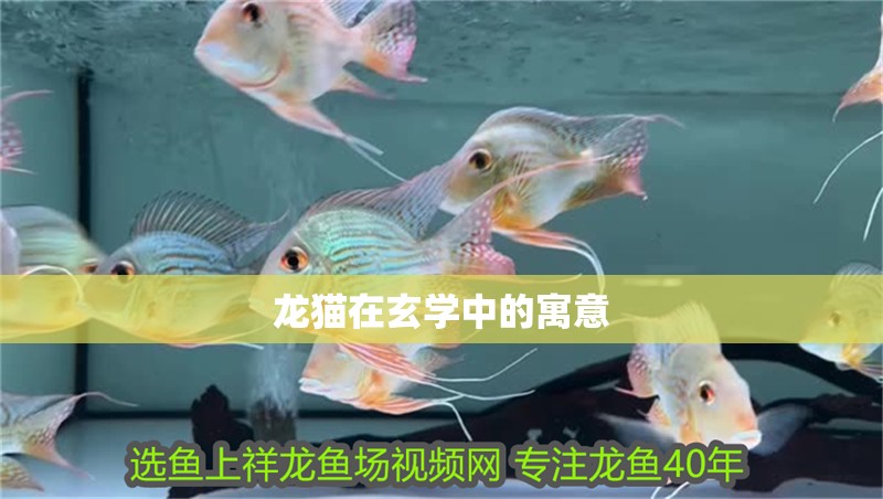 魚缸用增氧泵價格是多少:魚缸增氧機-xtrac增氧機-xtrac增氧機 龍貓在玄學中的寓意 龍魚論壇 龍貓在玄學中的寓意 龍貓在玄學中的寓意 龍魚論壇