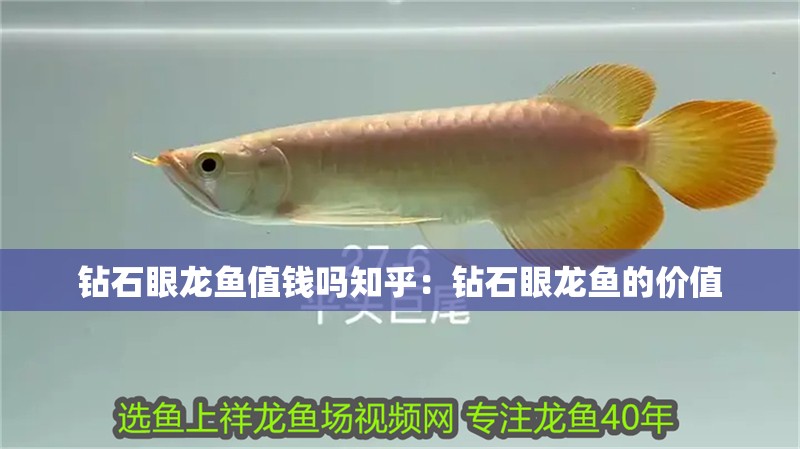 鉆石眼龍魚值錢嗎知乎：鉆石眼龍魚的價值