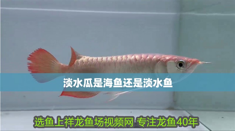 淡水瓜是海魚還是淡水魚