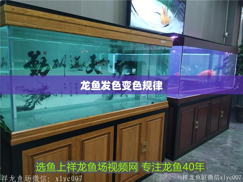 龍魚發色變色規律