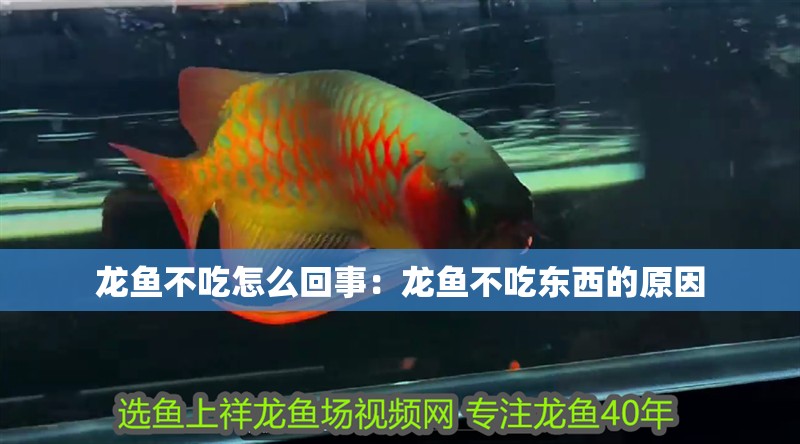 龍魚不吃怎么回事：龍魚不吃東西的原因