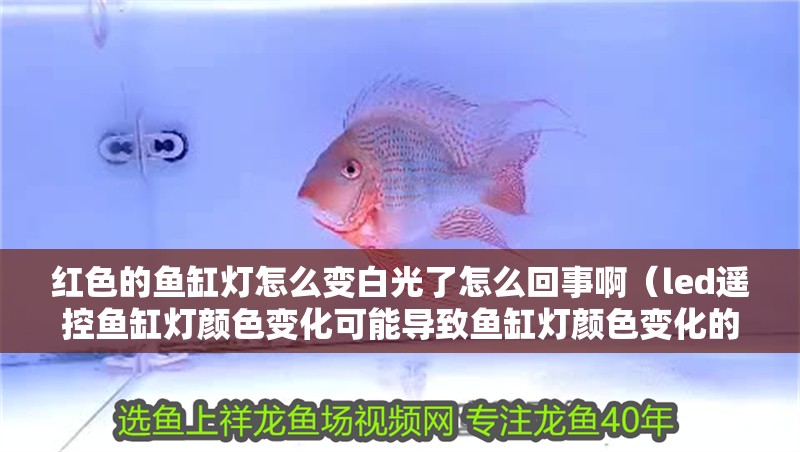 紅色的魚缸燈怎么變白光了怎么回事啊（led遙控魚缸燈顏色變化可能導致魚缸燈顏色變化的問題）