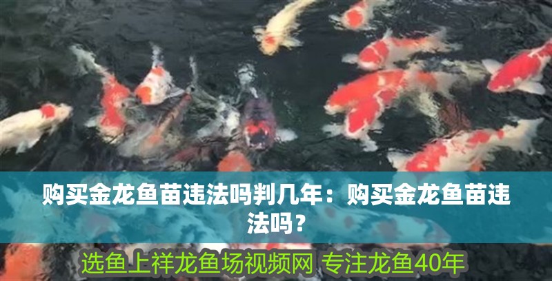 購買金龍魚苗違法嗎判幾年：購買金龍魚苗違法嗎？