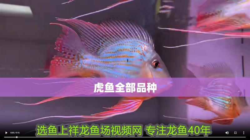 虎魚(yú)全部品種