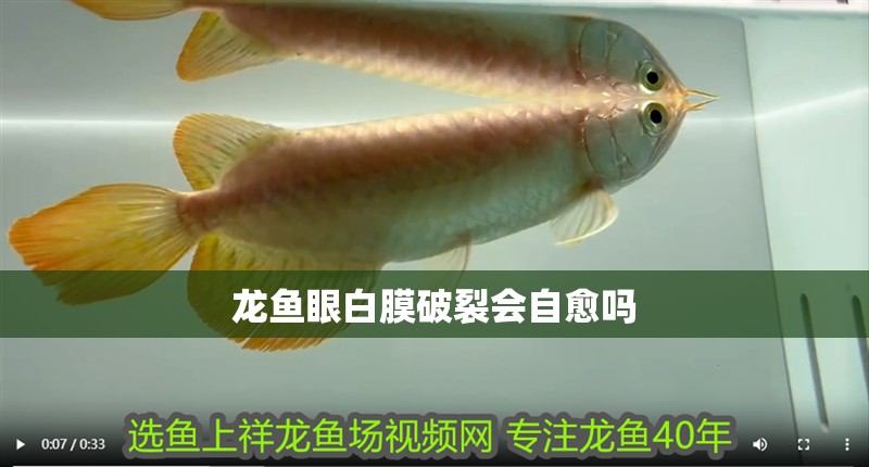 龍魚眼白膜破裂會自愈嗎 龍魚眼白膜破裂會自愈嗎 龍魚論壇