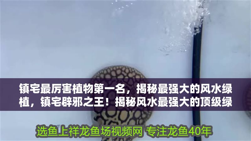 鎮宅最厲害植物第一名，揭秘最強大的風水綠植，鎮宅辟邪之王！揭秘風水最強大的頂級綠植