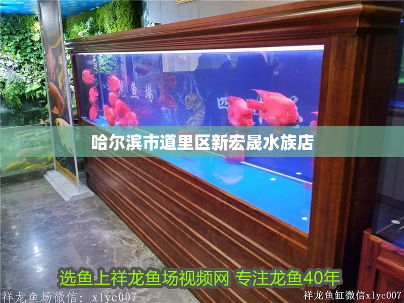 哈爾濱市道里區(qū)新宏晟水族店