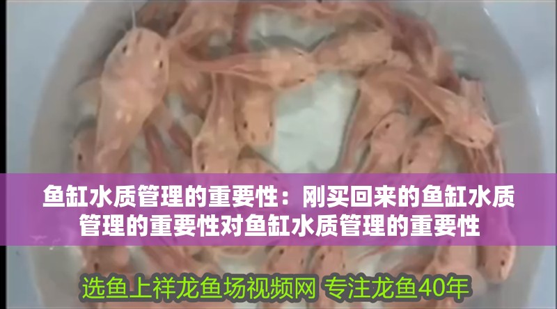 魚缸水質管理的重要性：剛買回來的魚缸水質管理的重要性對魚缸水質管理的重要性