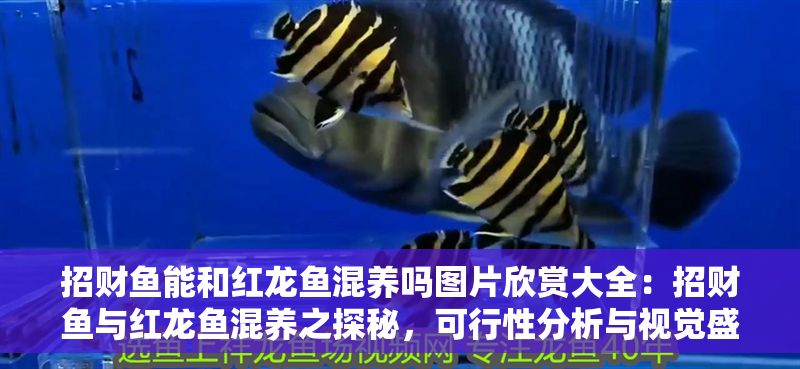 招財魚能和紅龍魚混養嗎圖片欣賞大全：招財魚與紅龍魚混養之探秘，可行性分析與視覺盛宴