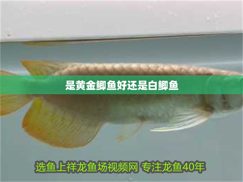 是黃金鯽魚好還是白鯽魚