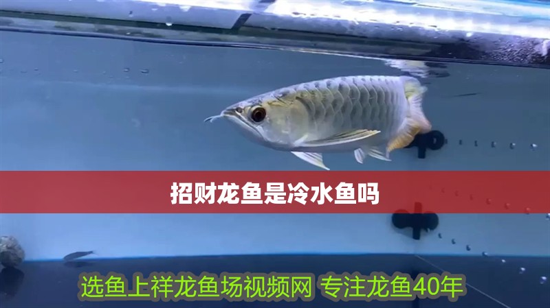 招財(cái)龍魚是冷水魚嗎