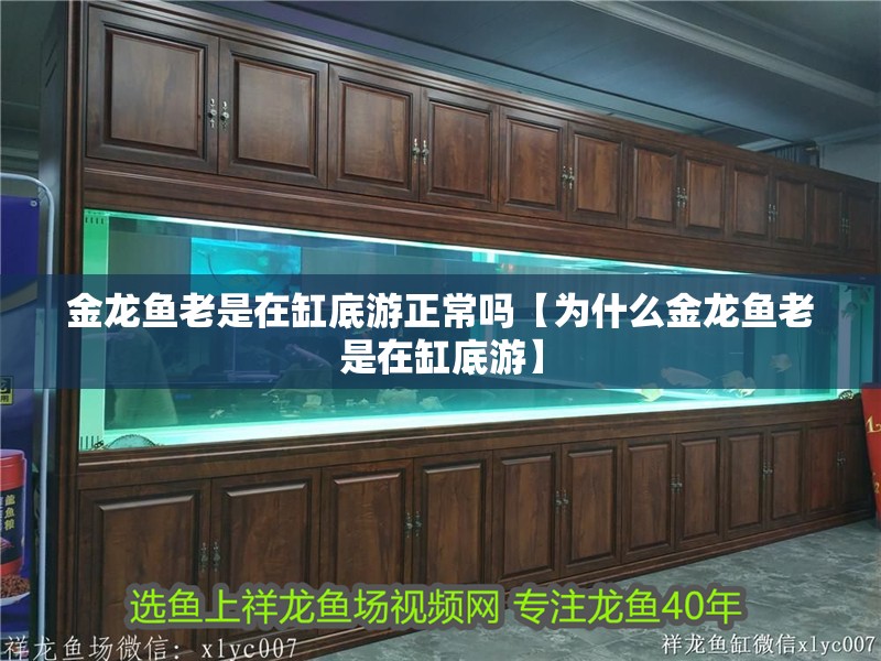 魚缸過濾器選購指南:自制魚缸過濾器魚缸上置過濾器對于養魚愛好者的必備知識 金龍魚老是在缸底游正常嗎【為什么金龍魚老是在缸底游】 龍魚百科 金龍魚老是在缸底游正常嗎【為什么金龍魚老是在缸底游】 金龍魚老是在缸底游正常嗎【為什么金龍魚老是在缸底游】 龍魚百科