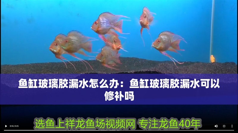 魚缸玻璃膠漏水怎么辦：魚缸玻璃膠漏水可以修補嗎 魚缸玻璃膠漏水怎么辦：魚缸玻璃膠漏水可以修補嗎 魚缸百科