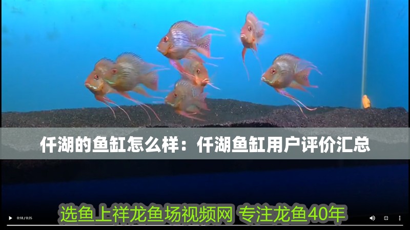 仟湖的魚缸怎么樣：仟湖魚缸用戶評價(jià)匯總
