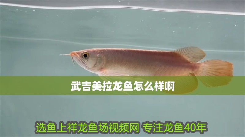 武吉美拉龍魚怎么樣啊