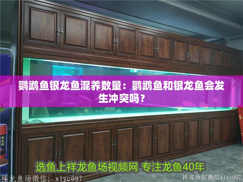 鸚鵡魚銀龍魚混養(yǎng)數(shù)量：鸚鵡魚和銀龍魚會(huì)發(fā)生沖突嗎？