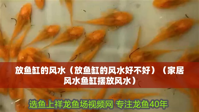 放魚缸的風水（放魚缸的風水好不好）（家居風水魚缸擺放風水）