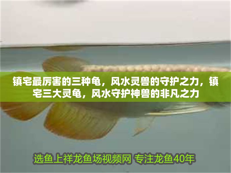 鎮宅最厲害的三種龜，風水靈獸的守護之力，鎮宅三大靈龜，風水守護神獸的非凡之力