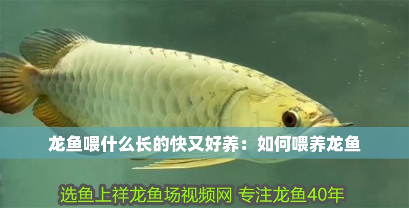 龍魚喂什么長的快又好養：如何喂養龍魚