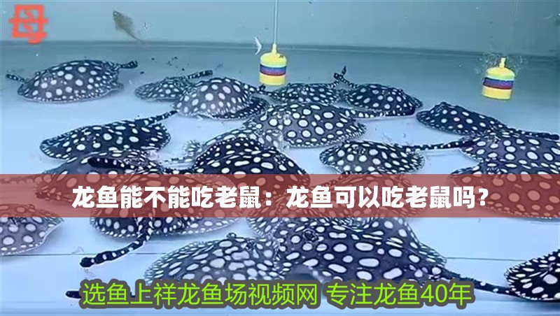 龍魚能不能吃老鼠：龍魚可以吃老鼠嗎？