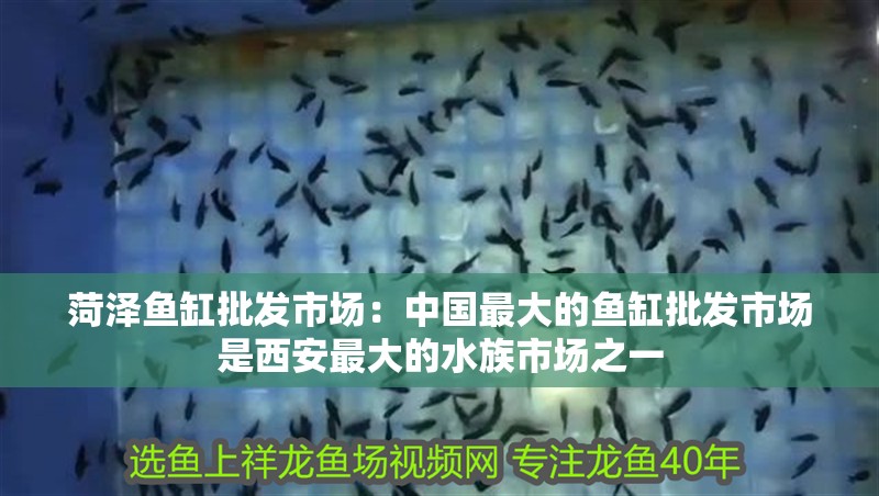 菏澤魚缸批發(fā)市場：中國最大的魚缸批發(fā)市場是西安最大的水族市場之一