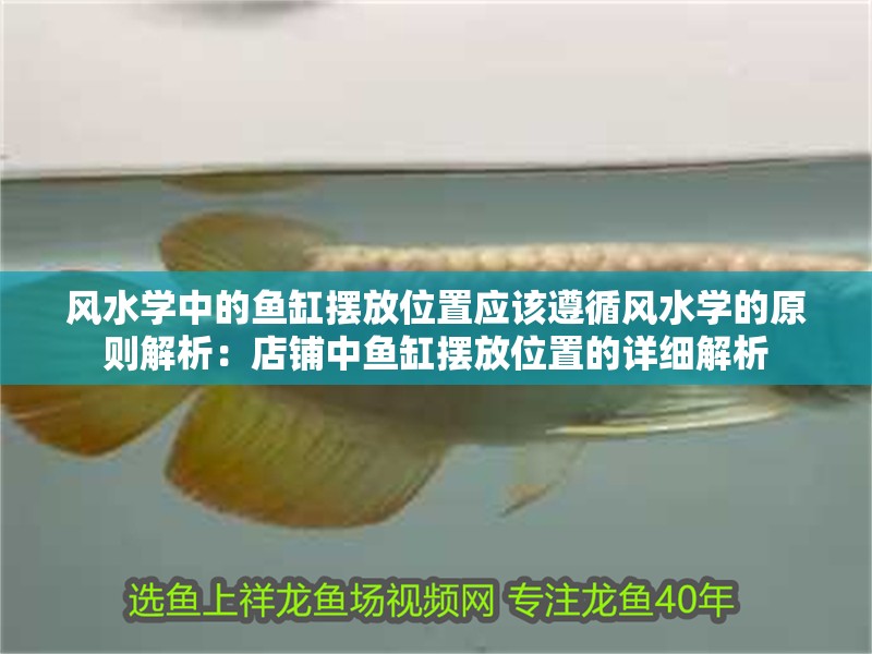 風水學中的魚缸擺放位置應該遵循風水學的原則解析：店鋪中魚缸擺放位置的詳細解析