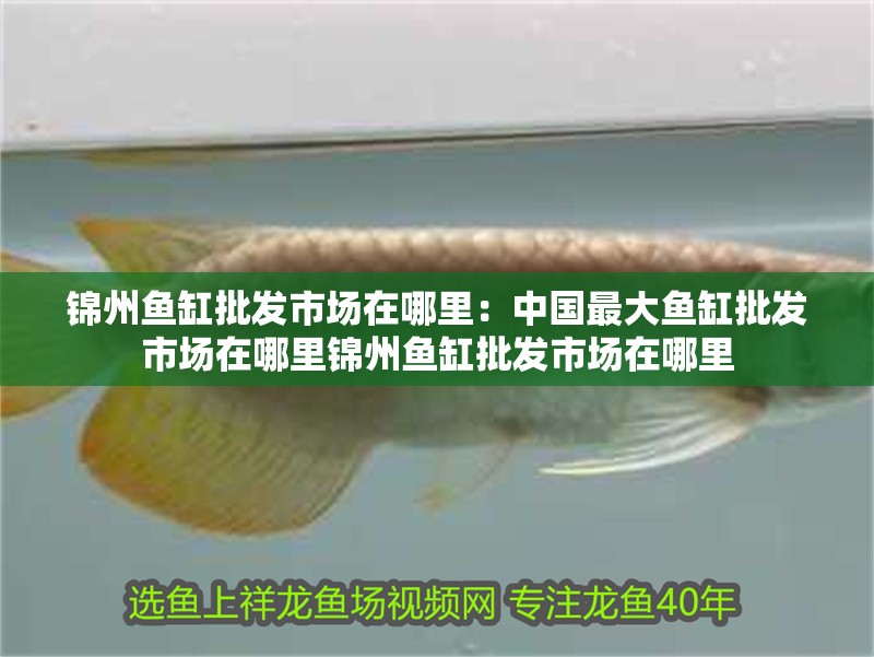 錦州魚缸批發市場在哪里：中國最大魚缸批發市場在哪里錦州魚缸批發市場在哪里