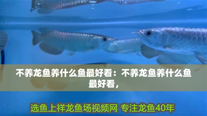 不養龍魚養什么魚最好看：不養龍魚養什么魚最好看，