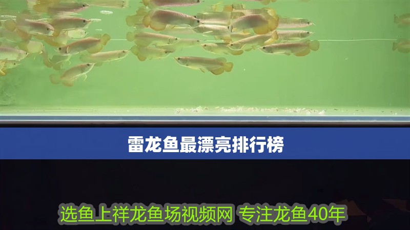 雷龍魚最漂亮排行榜