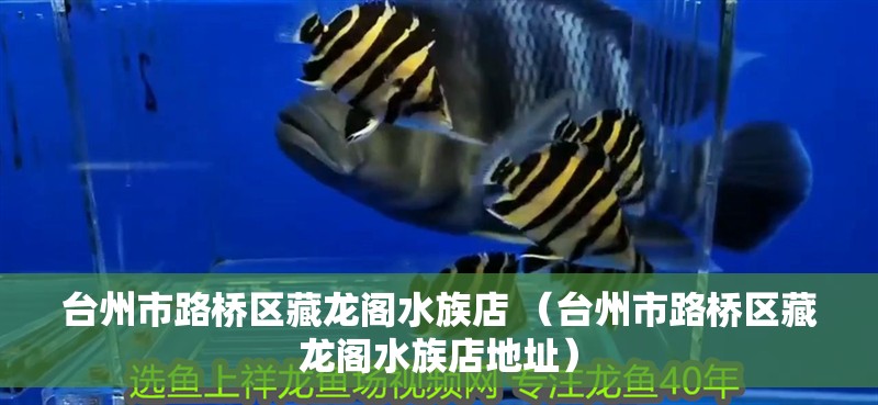 鸚鵡魚和銀龍魚混養怎樣喂食 臺州市路橋區藏龍閣水族店 (臺州市路橋區藏龍閣水族店地址) 全國水族館企業名錄 臺州市路橋區藏龍閣水族店 (臺州市路橋區藏龍閣水族店地址) 臺州市路橋區藏龍閣水族店 (臺州市路橋區藏龍閣水族店地址) 全國水族館企業名錄