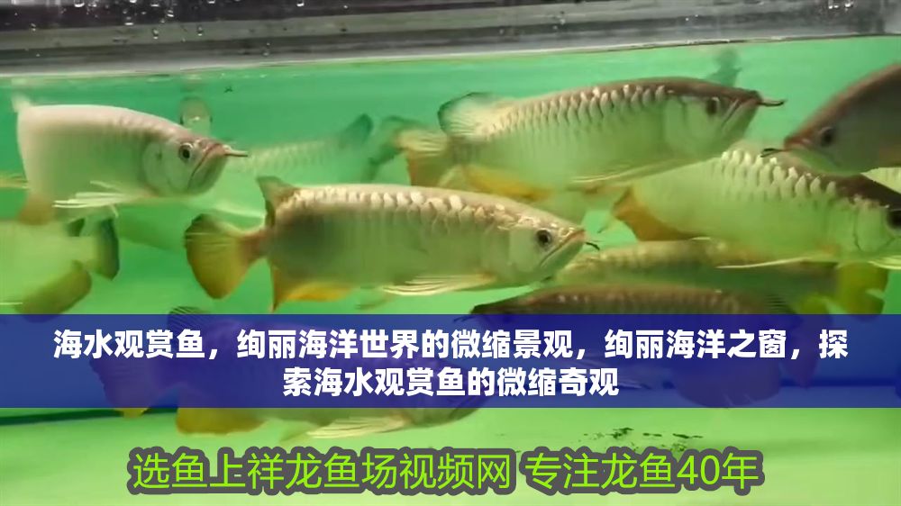 海水觀賞魚，絢麗海洋世界的微縮景觀，絢麗海洋之窗，探索海水觀賞魚的微縮奇觀