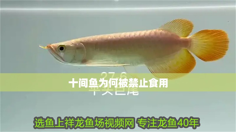 十間魚為何被禁止食用 十間魚為何被禁止食用 龍魚論壇