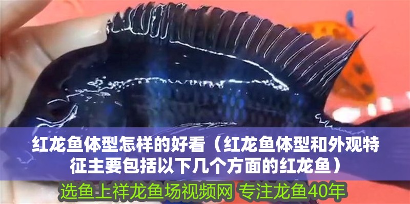 紅龍魚體型怎樣的好看（紅龍魚體型和外觀特征主要包括以下幾個方面的紅龍魚）