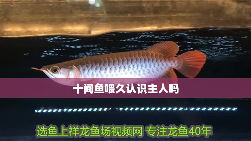 十間魚喂久認識主人嗎