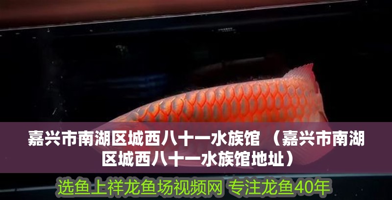 嘉興市<strong><mark>南湖</mark></strong>區城西八十一水族館 （嘉興市<strong><mark>南湖</mark></strong>區城西八十一水族館地址）