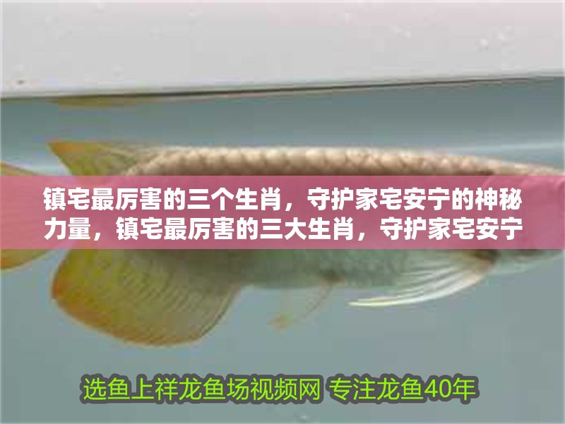 鎮宅最厲害的三個生肖，守護家宅安寧的神秘力量，鎮宅最厲害的三大生肖，守護家宅安寧的神秘力量 鎮宅最厲害的三個生肖，守護家宅安寧的神秘力量，鎮宅最厲害的三大生肖，守護家宅安寧的神秘力量 龍魚百科 第1張